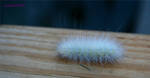 White Fuzzy Worm by panda69680102