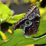 Blue Morpho Butterfly 1