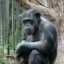 Philosopher Chimp