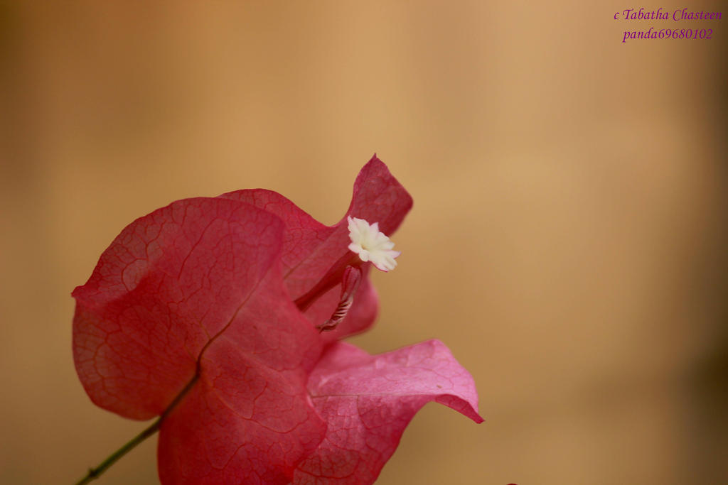 Bougainvillea 2