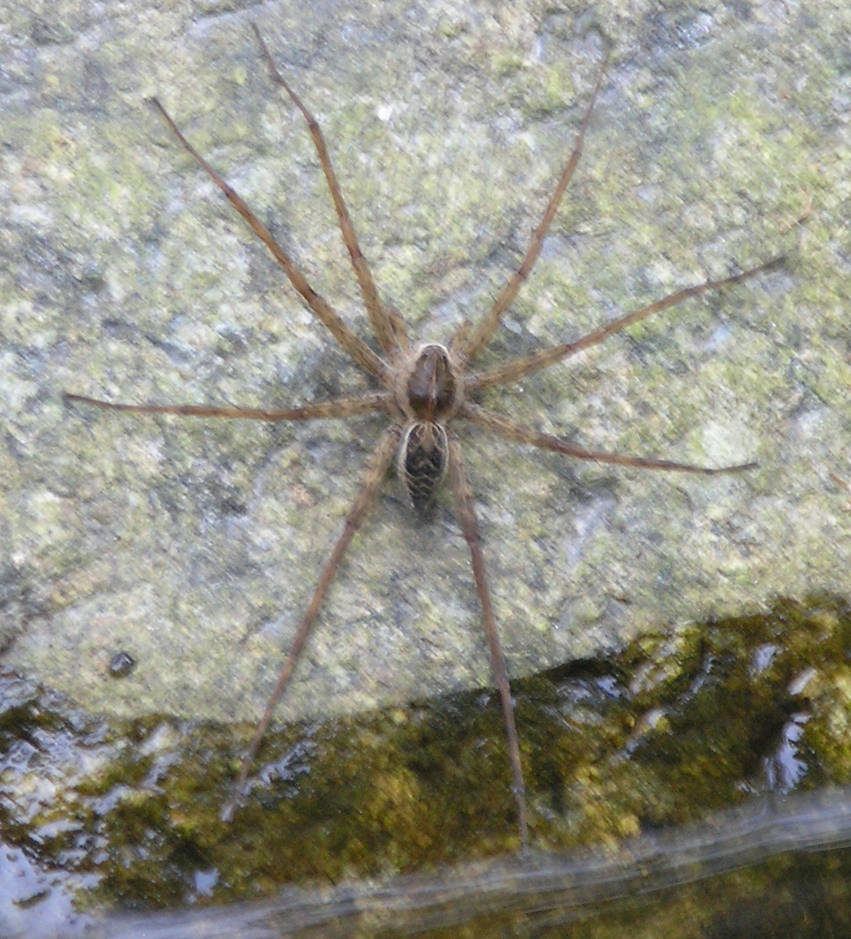Five Rivers Spider River Spider by GreasyGrandma on DeviantArt