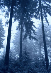 the cold cold forest of loneliness