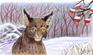 Lynx lynx