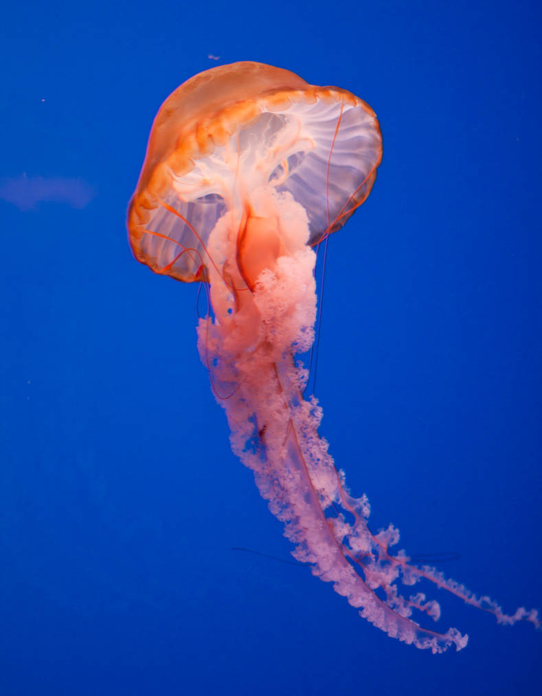 Jellyfish 1 by Archangelical-Stock