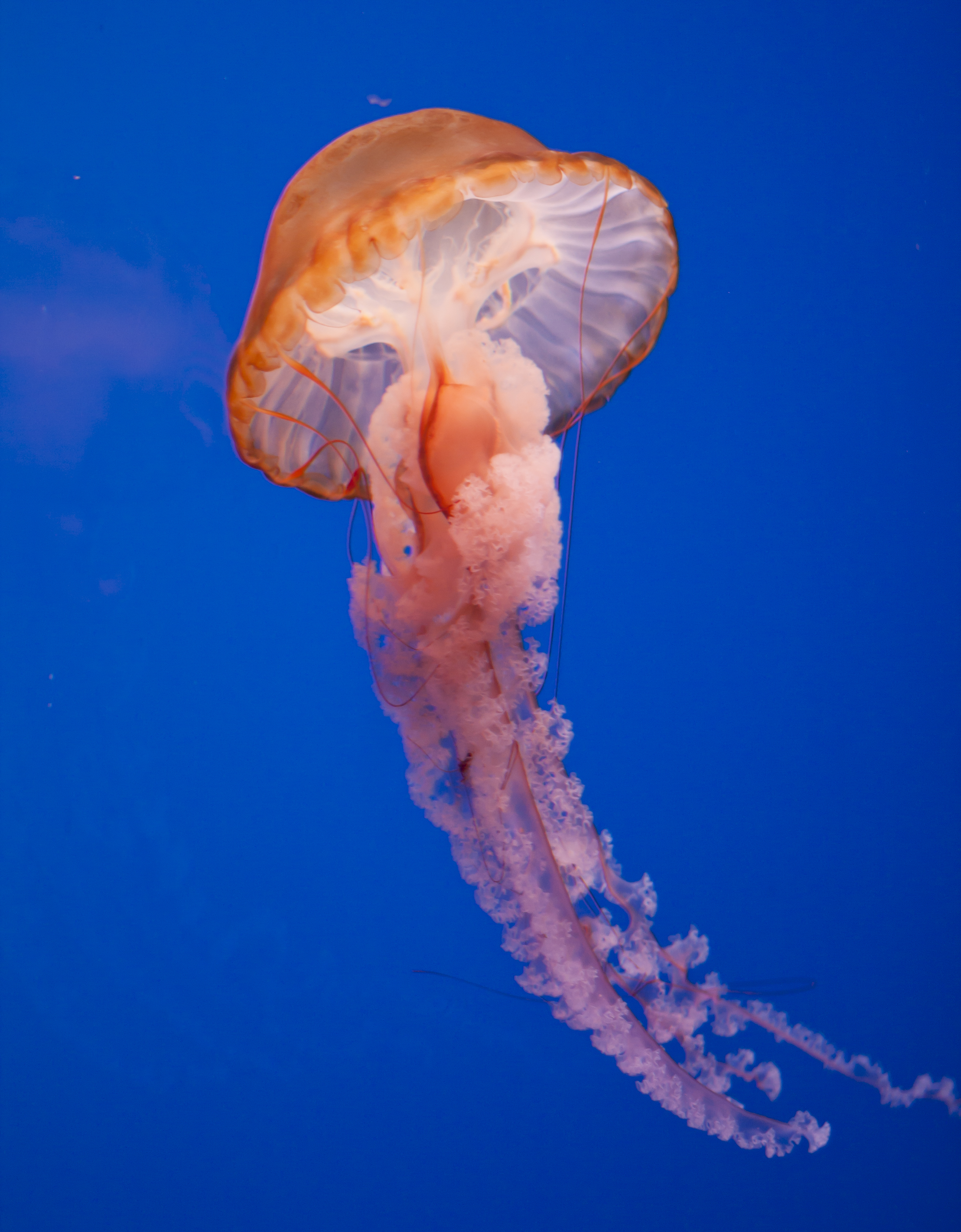 Jellyfish 1 by Archangelical-Stock