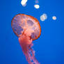 Jellyfish 3