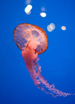 Jellyfish 3