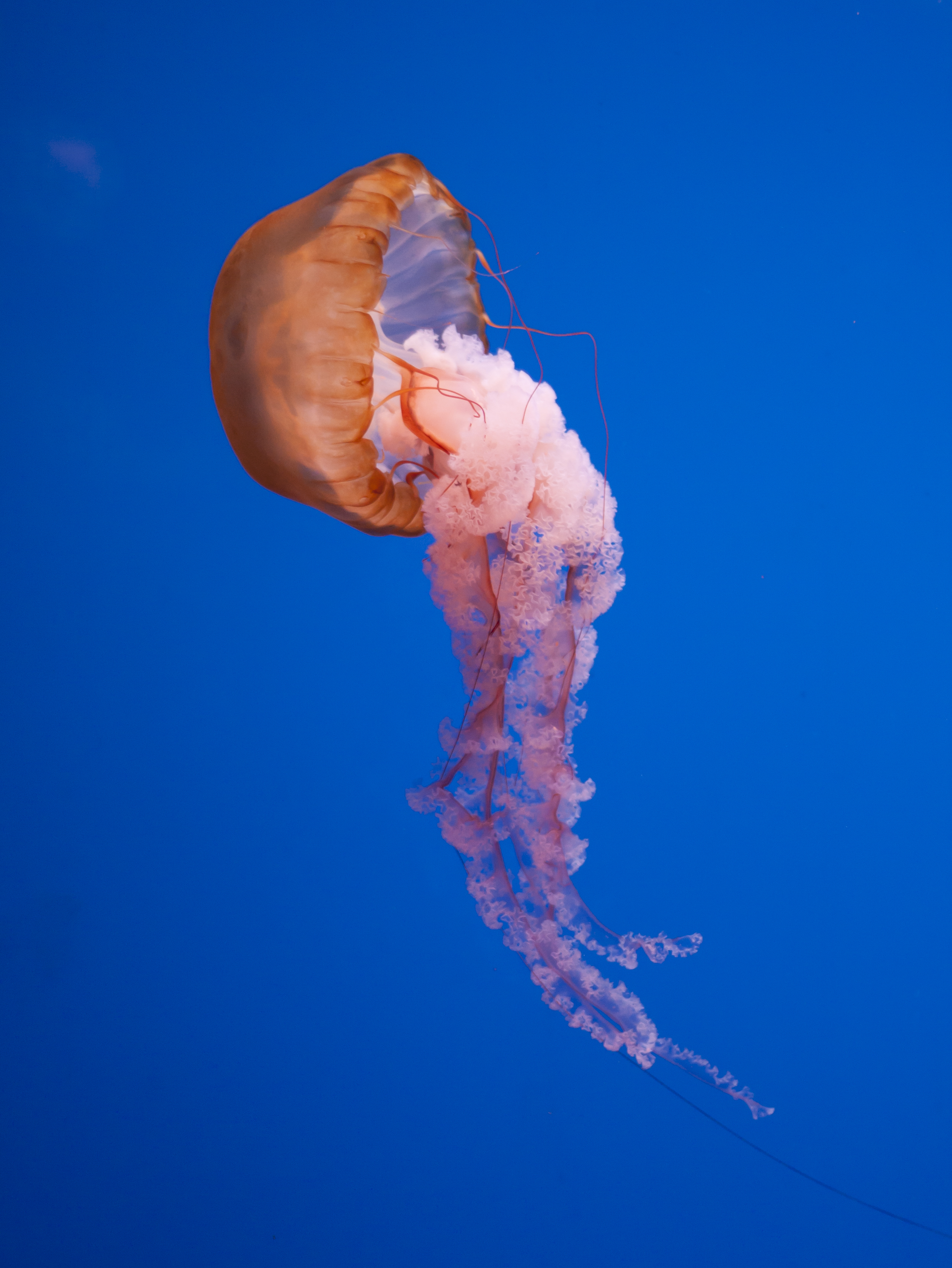 Jellyfish 4