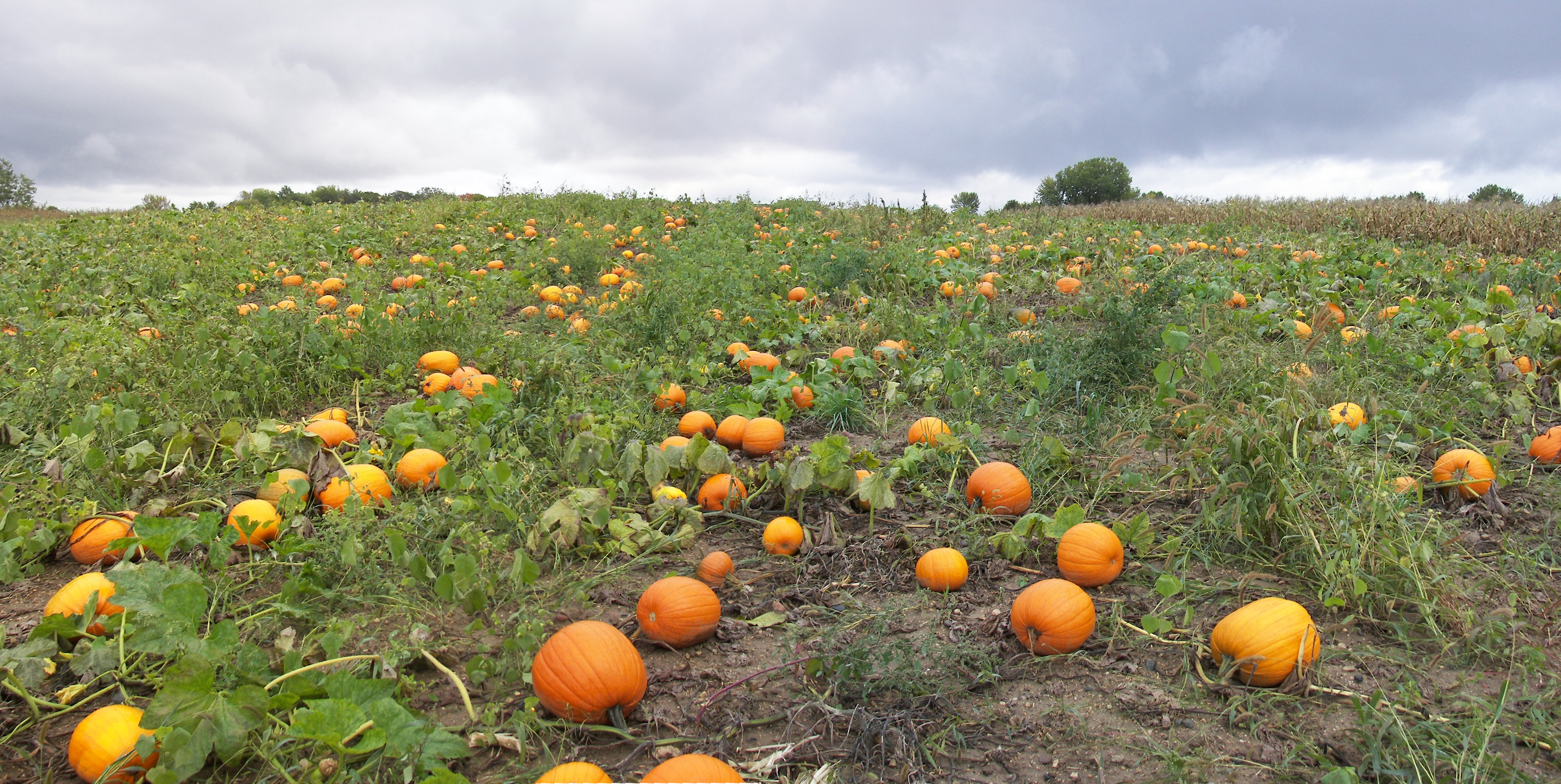 Pumpkin Patch