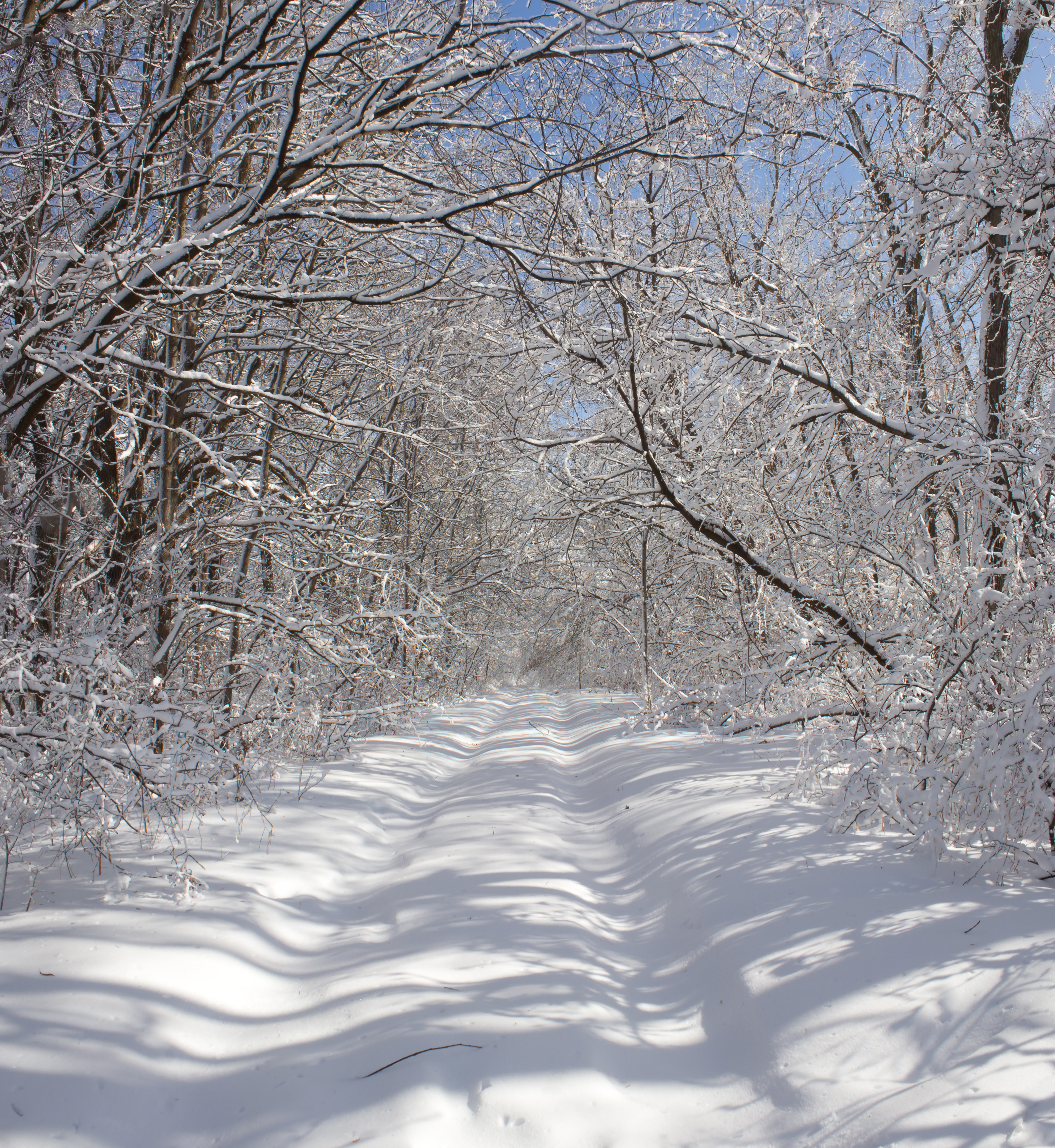 Winter Snow Path