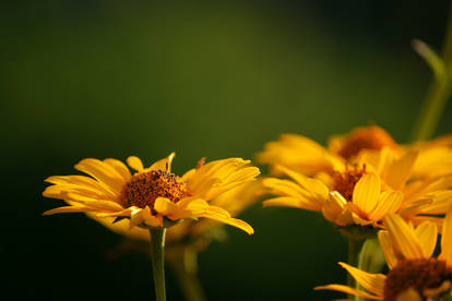 Pools of pollen