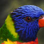 Lorikeet