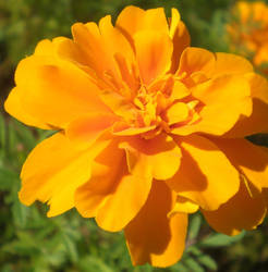 orange flower