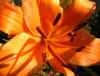 orange lily