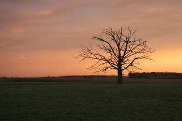 Dead tree