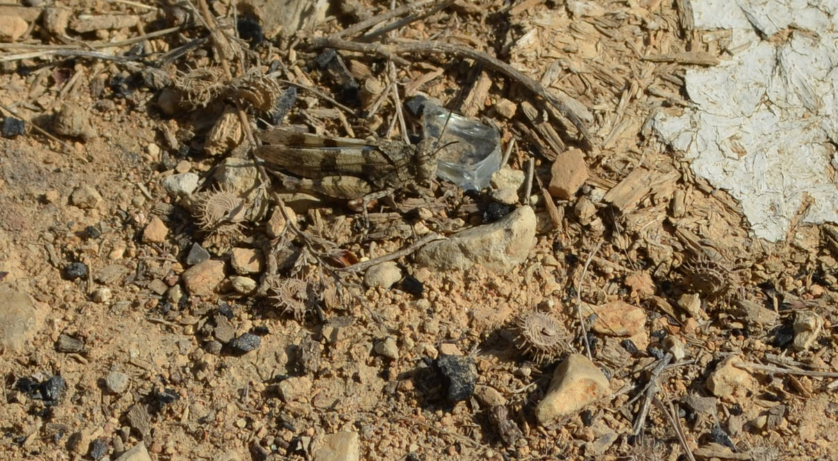 Insect by Darckblondasse on DeviantArt