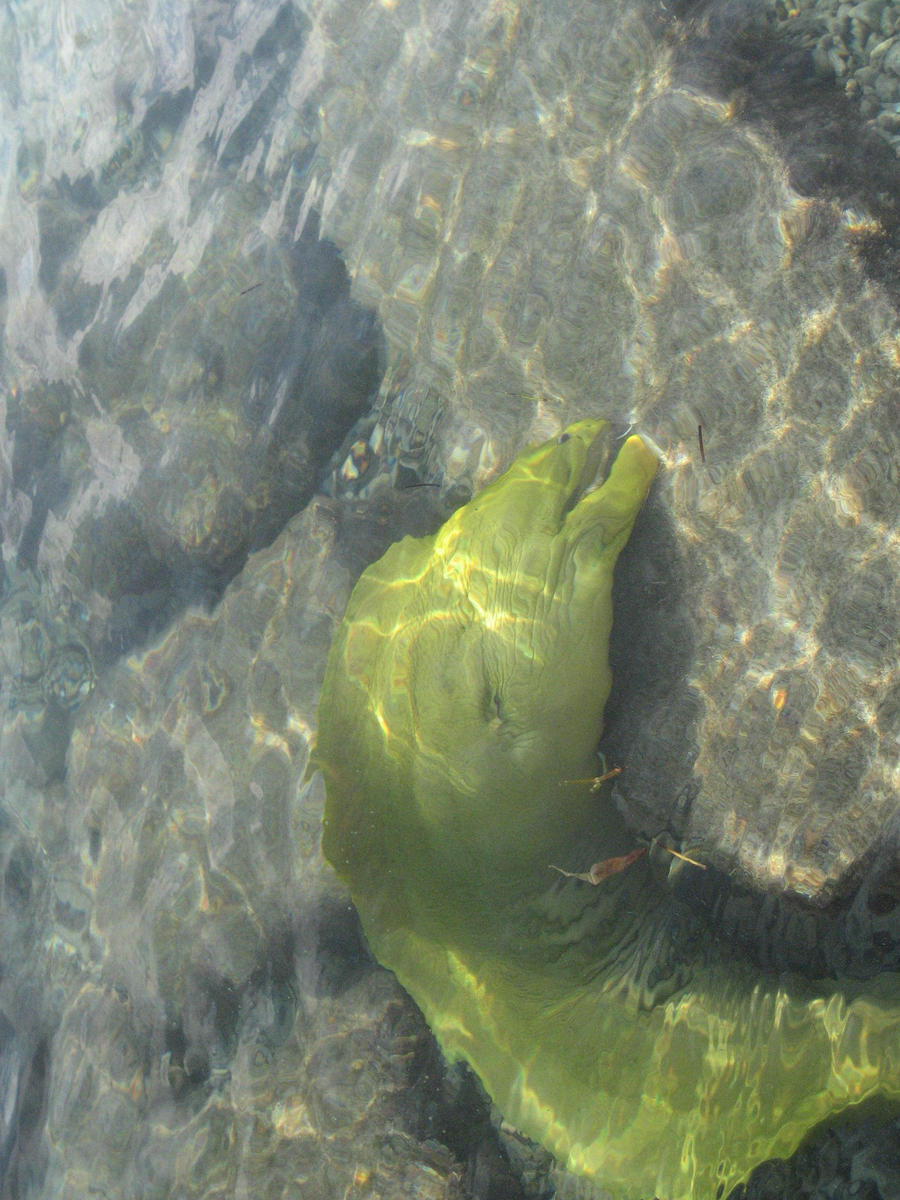 Moray eel eating shrimp Focused picture