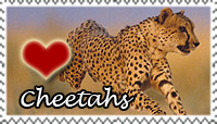 Cheetah Love Stamp