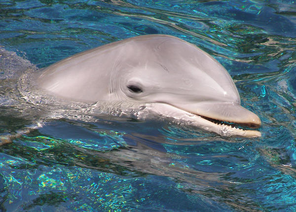 Dolphin