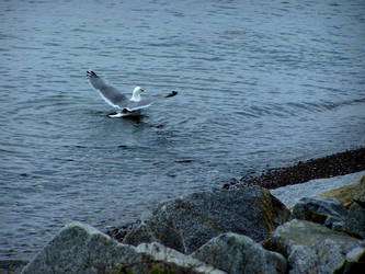 Bathing Seagull