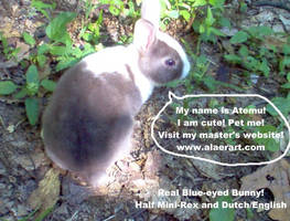 Atemu the Blue Eyed Bunny