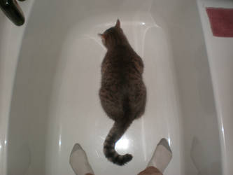 cat in tub