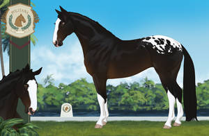 Politana Custom Import - CaptainMaddi