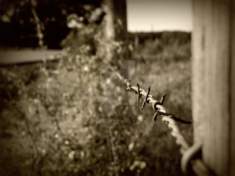 barbed wire