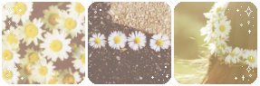 Pushing Daisies | Deco Divider by TheCandyCoating