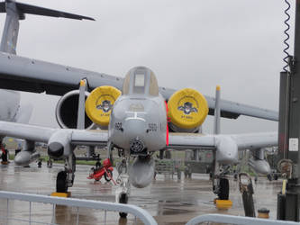 Warthog with panthers