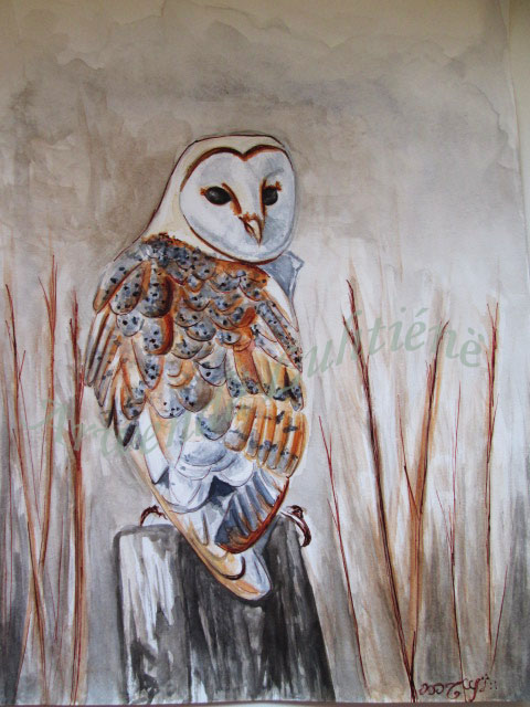 Barn owl