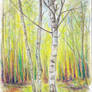 Birch trees of Brethil