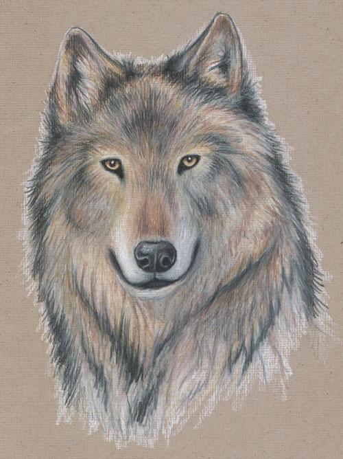 Wolf portrait