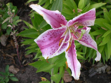 A lily, perhaps?