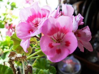 Pink Flowers