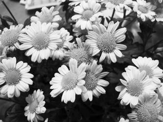 Black and White Flowers