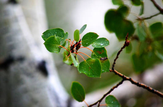 Foreground Leaves