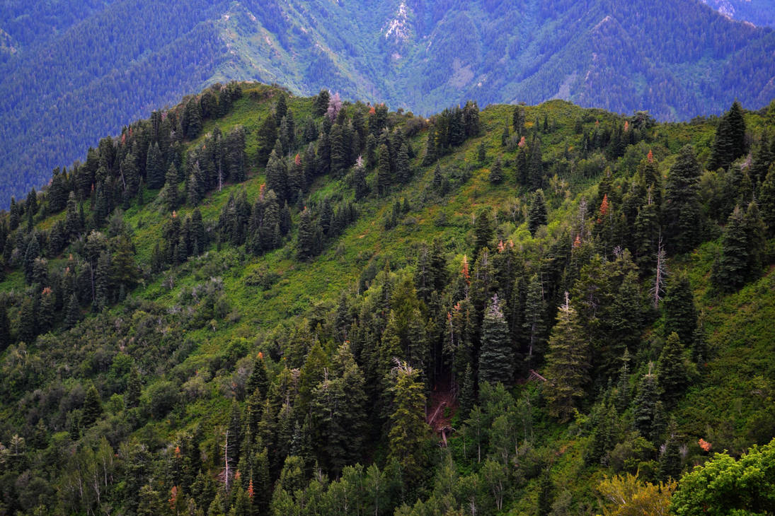 Wooded Ridges Ridge Woodland by Delta406 on DeviantArt