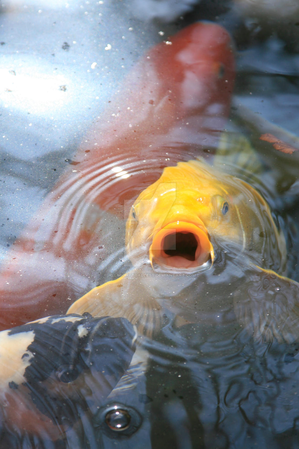 KOI