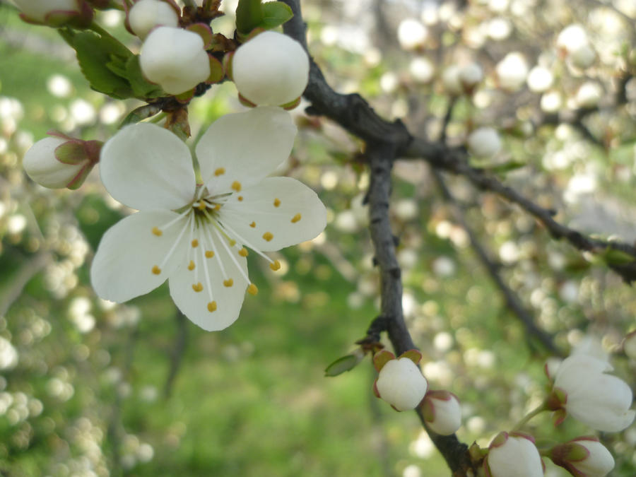 fiore di ciliegio