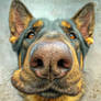 Boop the Snoot !
