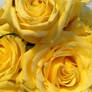 Yellow roses