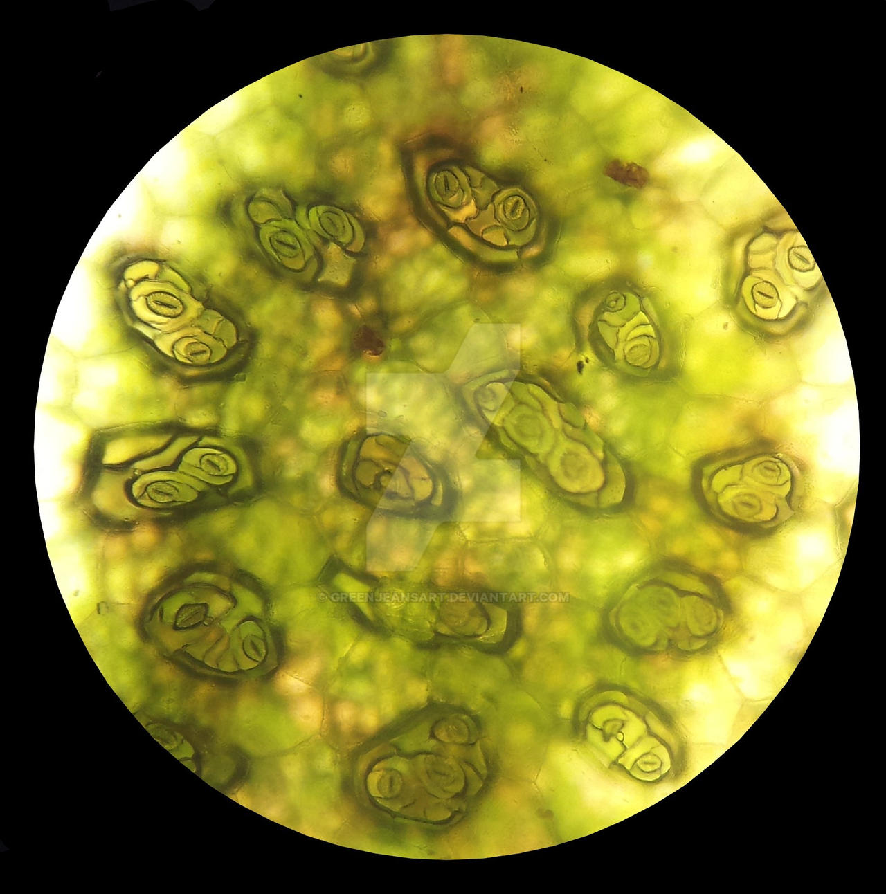 Stomata at 400x by GreenJeansArt on DeviantArt