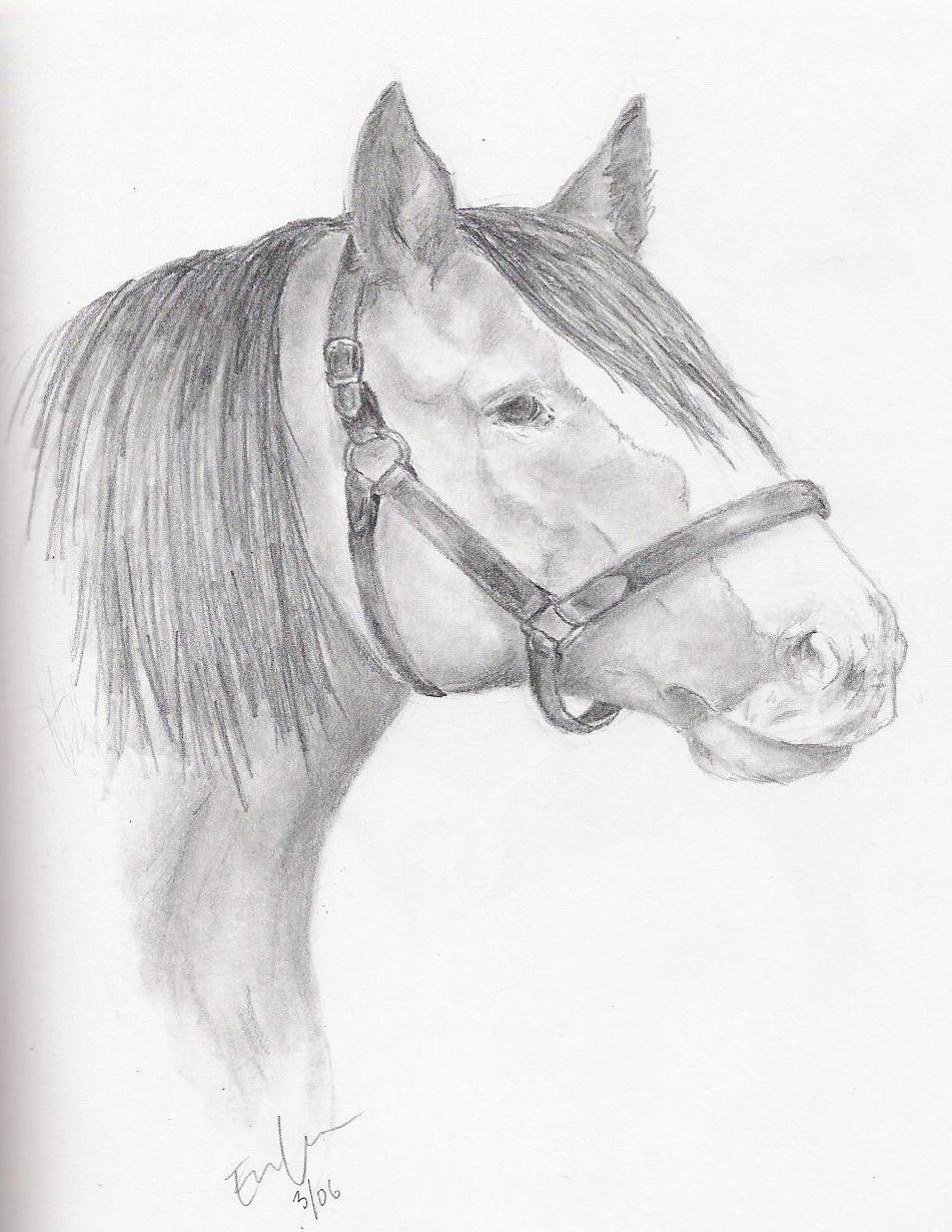 Clydesdale