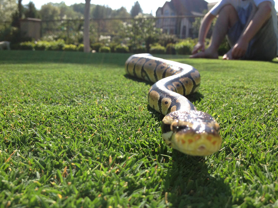ball python by sammy-valdez on DeviantArt