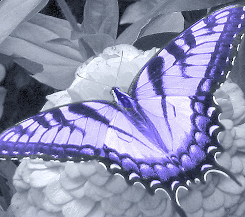 Purple Butterfly