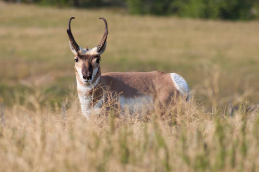 Pronghorn