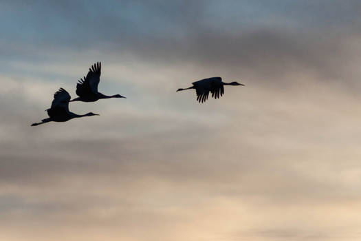 Sandhill Sillhouette