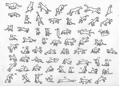 62 Feline Poses