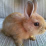 Golden Bunny 2